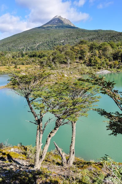 Tierra del Fuego National Park, Ushuaia, Argentina — Stock Photo, Image