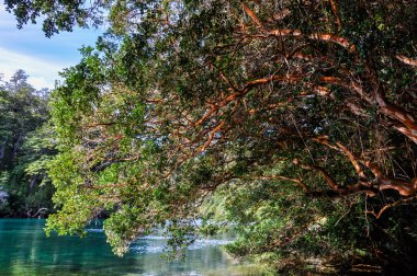 Alerces Milli Parkı, Arjantin