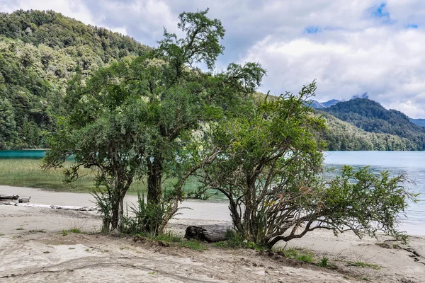 Träd på stranden, Road av de sju sjöar, Argentina — Stockfoto