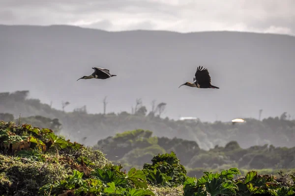 Vliegende vogels, Chiloe eiland, Chili — Stockfoto