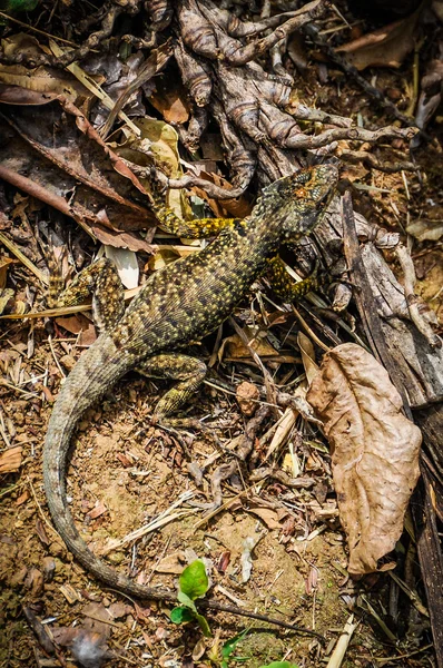 Küçük kertenkele, İguasu, Arjantin