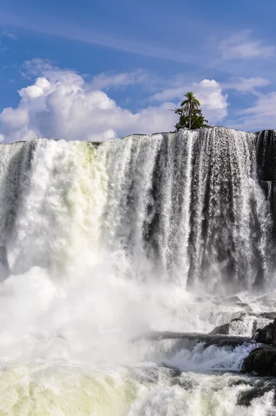 Drzewo w wodospady Iguazu, Argentyna — Zdjęcie stockowe