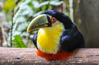 Renkli toucan Iguazu Falls, Brezilya