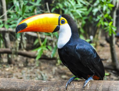 Renkli toucan Iguazu Falls, Brezilya