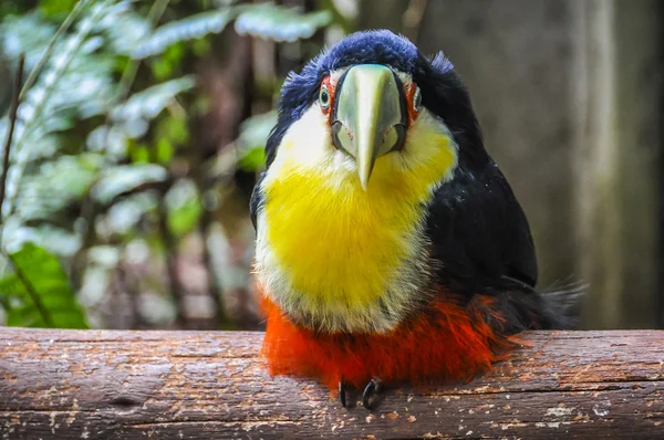 Colorido tucán en Iguazú Falls, Brasil — Foto de Stock