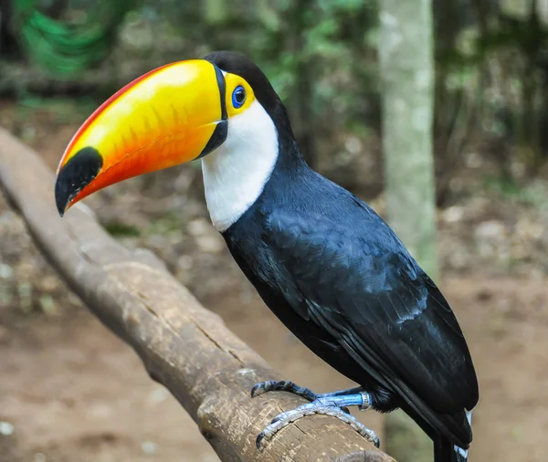 Kleurrijke toucan op Iguazu Falls, Brazilië — Stockfoto