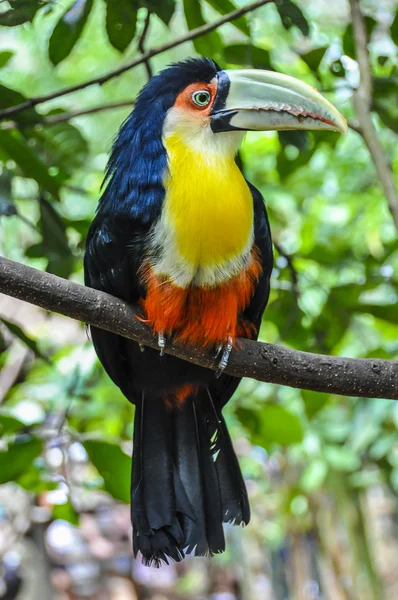 Turco colorido nas Cataratas do Iguaçu, Brasil — Fotografia de Stock