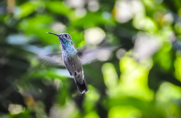 Hummingbird nas Cataratas do Iguaçu, Brasil — Fotografia de Stock