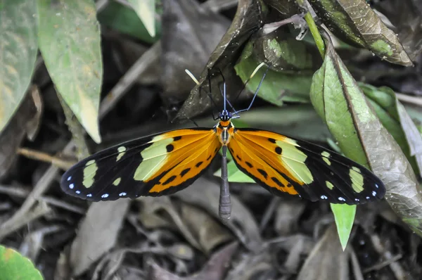 Mariposa colorida en Isla Ilha Grande, Brasil — Foto de Stock