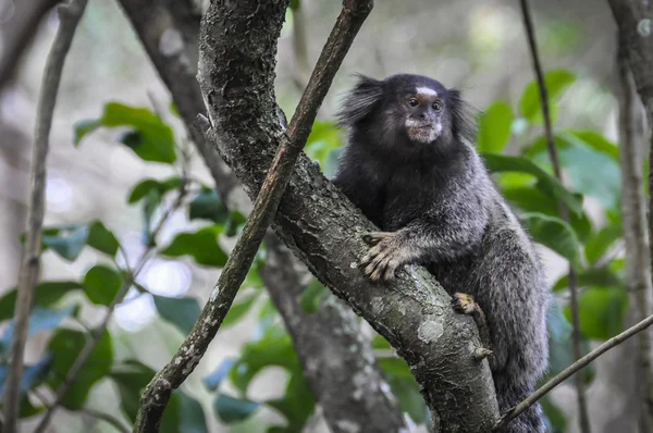 Dziwny małpa w wyspy Ilha Grande, Brazylia — Zdjęcie stockowe