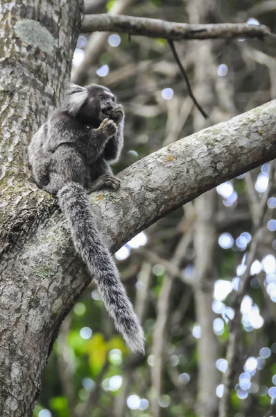 Macaco estranho na Ilha Grande, Brasil — Fotografia de Stock