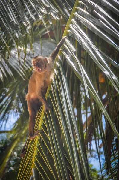 Macaco em Lencois Maranheses, Brasil — Fotografia de Stock