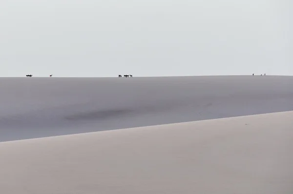 Animales caminando en Lencois Maranheses, Brasil — Foto de Stock