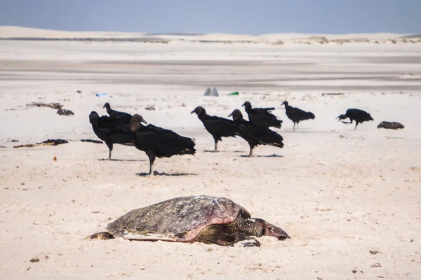 Döda sköldpadda i Lencois Maranheses, Brasilien — Stockfoto