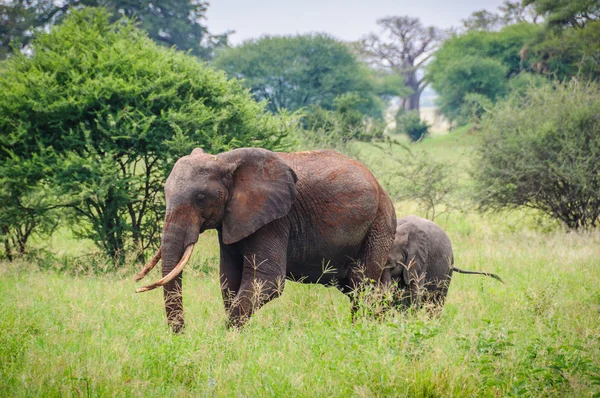 坦桑尼亚塔兰吉尔公园的大象母亲和小牛 — 图库照片