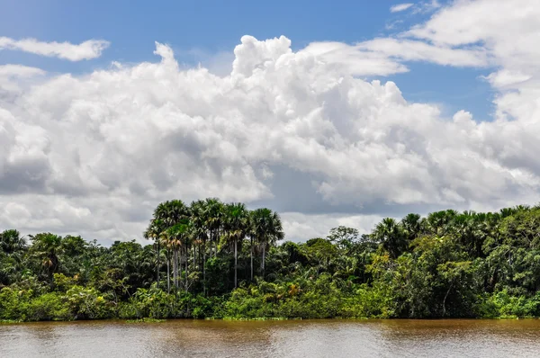 Orman Amazon Nehri, Brezilya Riverside'da — Stok fotoğraf