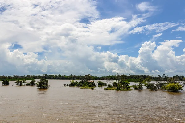 Flooded forest on the Amazon River, Brazil — Stock Photo, Image