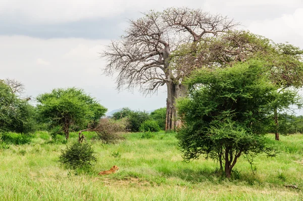 Tarangire Park, Tanzanya avcılık aslan — Stok fotoğraf