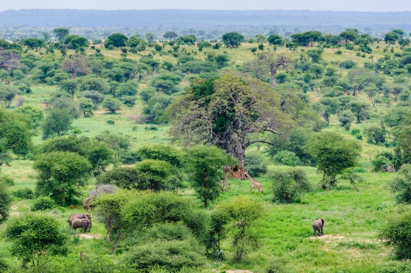 Filler ve zürafalar Tarangire Park, Tanzanya grup — Stok fotoğraf