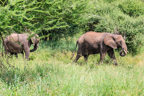 Marching elephants in Tarangire Park, Tanzania