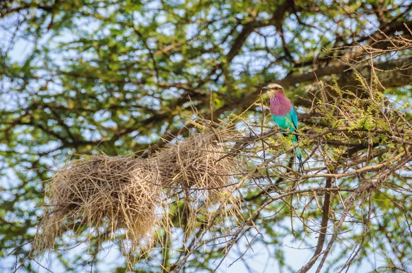 Aves coloridas em Tarangire Park, Tanzânia — Fotografia de Stock