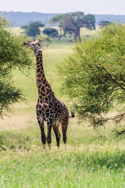 Tarangire Park, Tanzanya'da zürafa yeme
