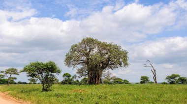Tarangire Park, Tanzanya Baobab ağacı