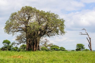 Tarangire Park, Tanzanya Baobab ağacı