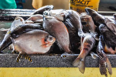 Piranhalar içinde Santarem çarşı, Brezilya