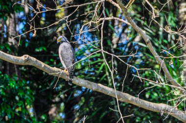 Gri kartal Amazon yağmur ormanları, Brezilya