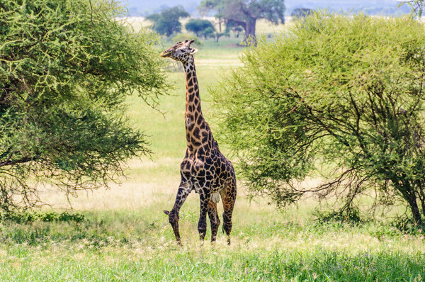 Eating giraffe in the Tarangire National Park, Tanzania