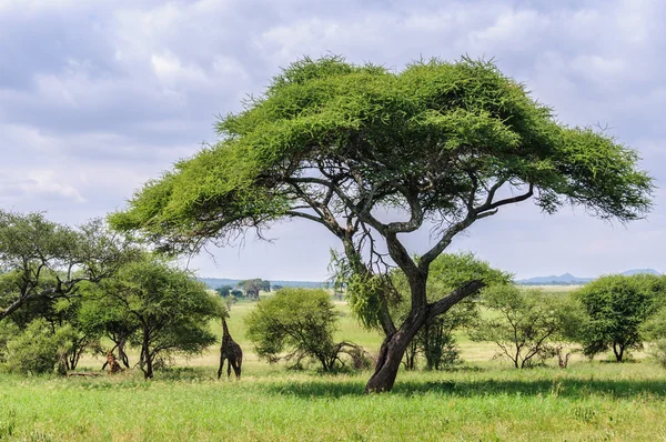 Tarangire Park, Tanzanya ağacın altında zürafa — Stok fotoğraf