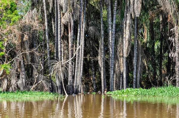 Sular altında ağaçlar Amazon yağmur ormanlarında, Brezilya — Stok fotoğraf