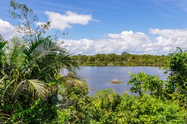 Manaos, Brezilya Amazon yağmur ormanları gölde görünümünü