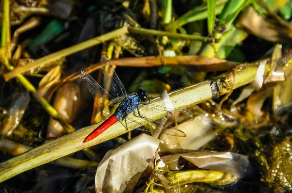 Rote Libelle im Amazonas-Regenwald, Manaos, Brasilien — Stockfoto