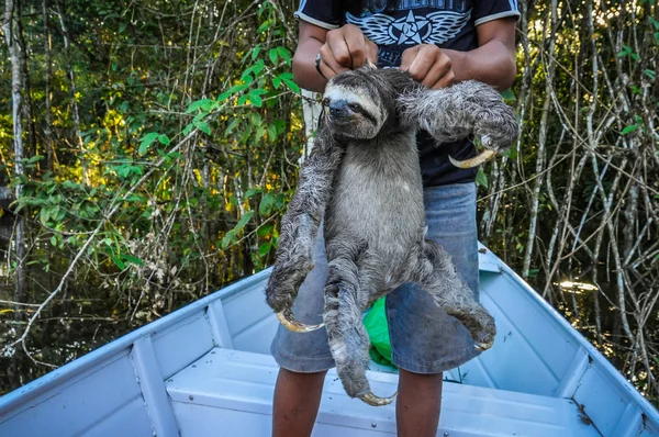 Sloth avec un garçon local dans la forêt amazonienne, Manaos, Brésil — Photo