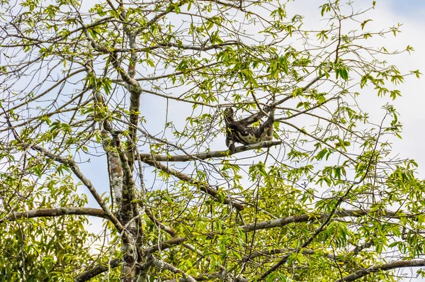 Preguiça na árvore na Floresta Amazônica, Manaos, Brasil — Fotografia de Stock