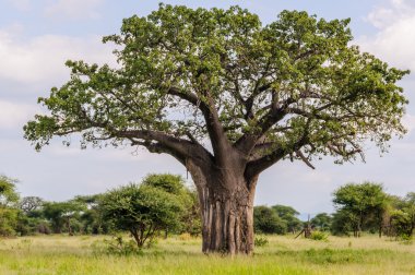 Tarangire Park, Tanzanya Baobab ağacı