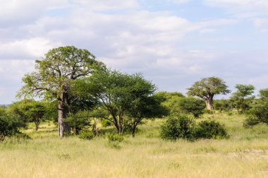 Savannah Tarangire Park, Tanzanya