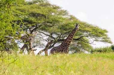 Zürafa Tarangire Park, Tanzanya