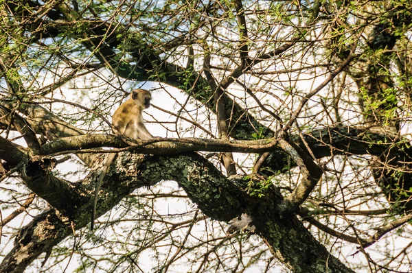 Мавпа на дереві в Tarangire парку, Танзанія — стокове фото