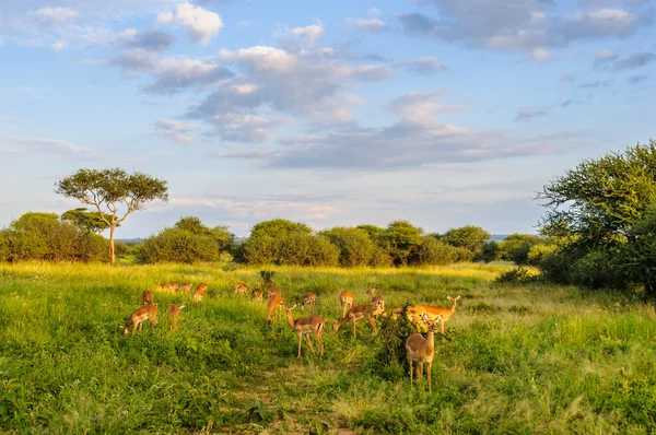 Gün batımında impalas Tarangire Park, Tanzanya — Stok fotoğraf