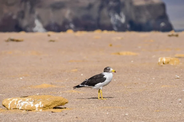 Samotny ptak w Paracas National Reserve, Peru — Zdjęcie stockowe
