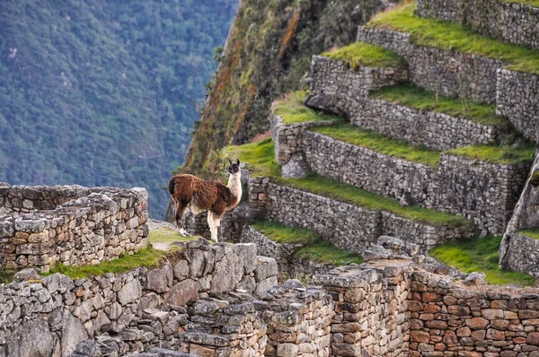 Lamas em Machu Picchu, a cidade sagrada de Incas, Peru — Fotografia de Stock