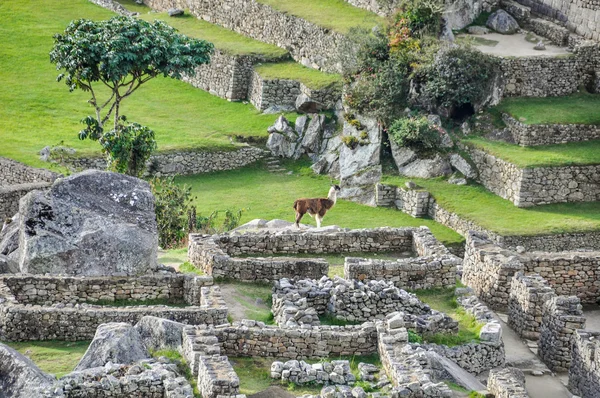 Lamas en Machu Picchu, la ciudad sagrada de los Incas, Perú — Foto de Stock