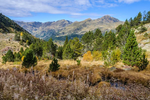 Hutan berwarna di Lembah Sungai Estanyo, Andorra — Stok Foto