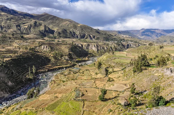 Panoramiczny widok na tarasach w kanion Colca, Peru — Zdjęcie stockowe