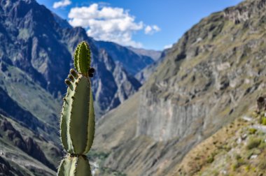 Kaktüs Colca Kanyon, Peru