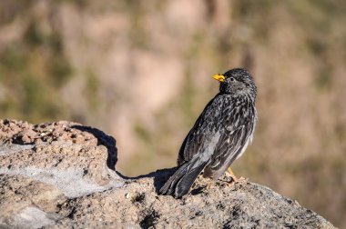 Küçük dağ kuş Colca Kanyon, Peru