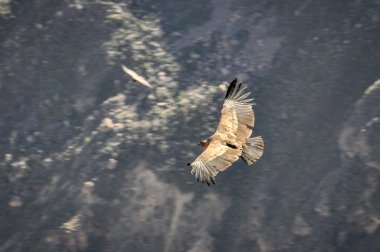 Colca Canyon, Peru'da uçan Condor